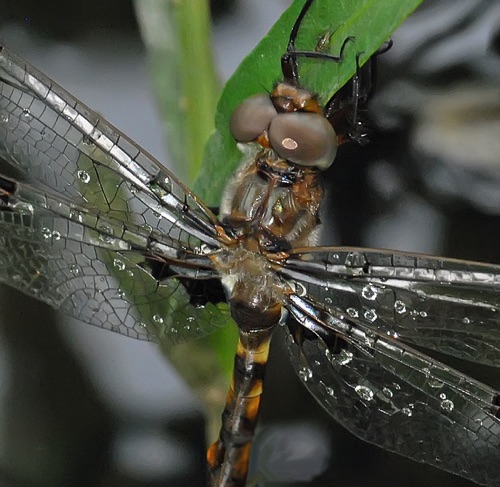 Male
2012_04_19_Upson